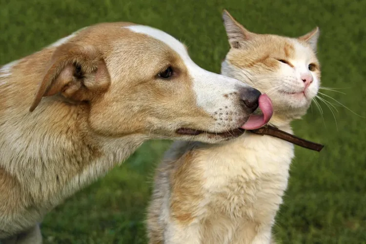NOVEDADES SOBRE SERVICIOS PARA MASCOTAS
